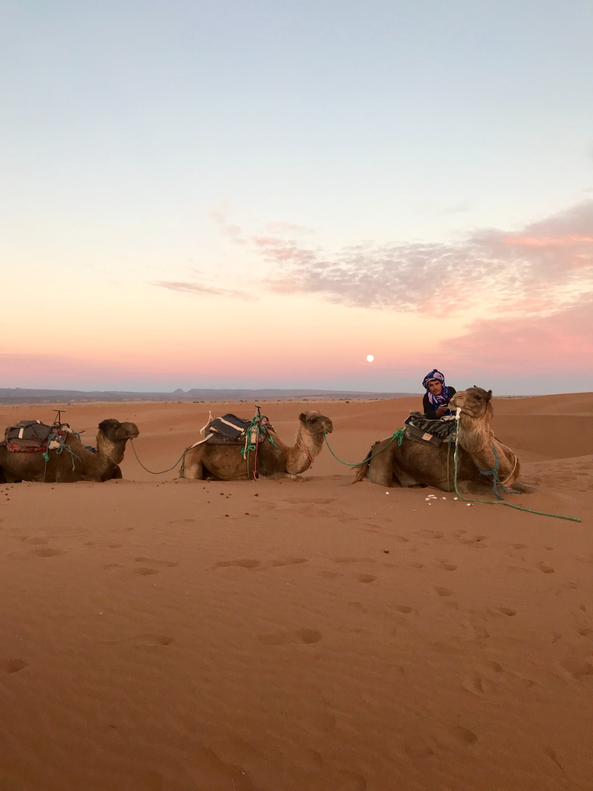 Quad agafay and camel